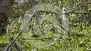 Cloche hanging in a fruit tree in the vegetable garden, made with an earthen pot and a knotted rope, in early spring