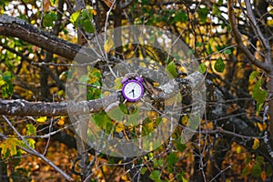 Clock Alarm Clock on The Branches of An Old Tree. Earth Hour.