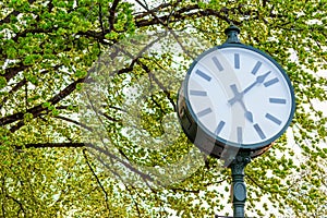 Clock bellow the tree photo