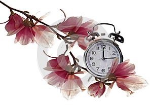 Clock hour change spring time and season magnolia flowers isolated - 3d renderin