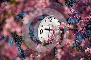 Clock seen behind blooming trees in spring in Tokyo, Japan