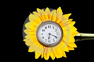 Clock in sunflower