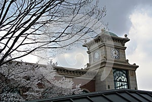 Clock tower and cherry blossom Sakura in the cloudy day