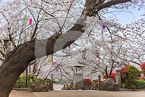 Clock tower under the Cherry blossoms at Asukayama Park of Tokyo.