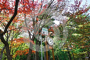 Clock tower to forecasts the weather at Maruyama Park in autumn season
