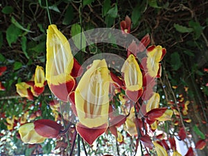 Clock vine Thunbergia mysorensis photo