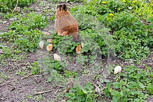 Clocking hen with its chicks among grass and blooming dandelions