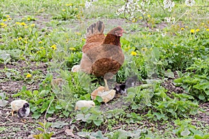 Clocking hen with its chicks among grass and blooming dandelions photo