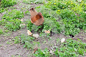 Clocking hen with its chicks among grass on the farm