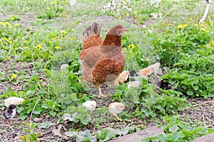 Clocking hen with its chicks among grass on the farm