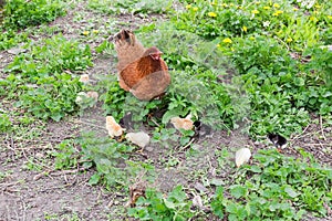 Clocking hen with its chicks among grass on the farm photo