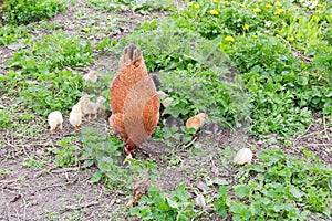 Clocking hen with its chicks among grass on the farm photo
