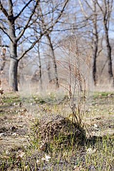 Clod of earth called molehill, caused by a mole