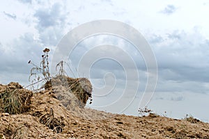 Clod of earth with dried grass in desert photo
