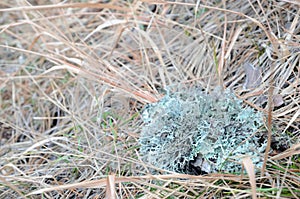 Clod of light blue lichen on autumn grass