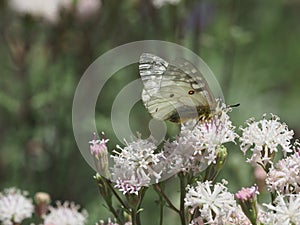 Clodius Parnassian Butterfly photo