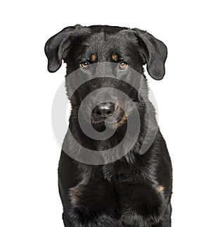 Cloe-up of a Beauceron isolated on white