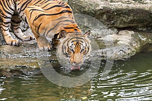 Cloe up bengal tiger be thirsty crouch drinking water photo