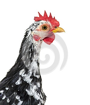 Cloe-up of a Chicken isolated on white