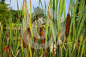 Cloe up image of Bulrush flowers