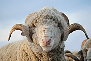 Cloe-up sheep