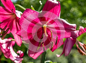 Cloe up with the stamen of a red lily flower