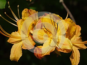 Cloe-up of a Yellow Flame Azaleas on the Blue Ridge Parkway, Virginia, USA