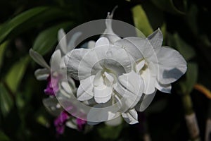Cloes Up Blooming White Purple Pink Orchid