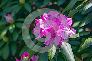 Cloes-up of a Catawba Rhododendron Wildflower