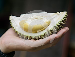 Cloes up fresh Puangmanee durian fruit in hand