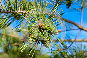 Pine tree needle close-up