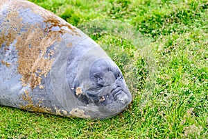 Giant elephant seal - Mirounga leonina - sloughing the skin and  lying in meadow, South Georgia photo