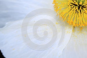 Cloesup of Limnanthes douglasii flower photo