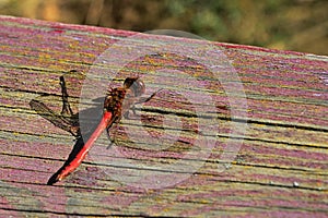 Cloesup photo of large red dragonfly, latin order Odonata, infraorder Anisoptera, possibly Sympetrum flaveolum