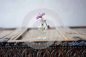 Cloeup of a violet summer flower in a small glass bottle photo