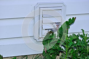 Clogged Dryer Vent blocked by weeds