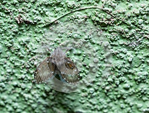 Clogmia sp. - small fly with fluffy wings and long mustache