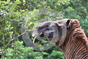 Cloke up the camel's head