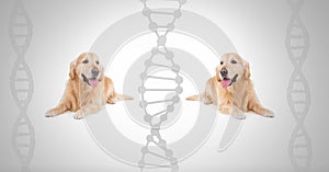 Clone twin labrador dogs with genetic DNA