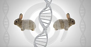 Clone twin rabbits with genetic DNA