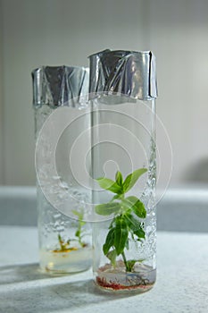 Cloned decorative micro plants in test tubes with nutrient medium. Micropropagation technology in vitro