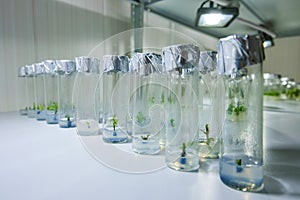 Cloned decorative micro plants in test tubes with nutrient medium. Micropropagation technology in vitro