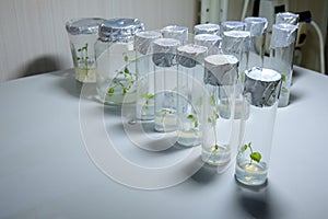 Cloned decorative micro plants in test tubes with nutrient medium. Micropropagation technology in vitro