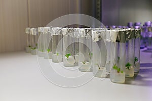 Cloned micro plants in test tubes with nutrient medium. Micropropagation technology in vitro