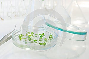 Cloned plants in science lab