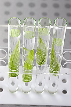 Cloning plants in test tubes