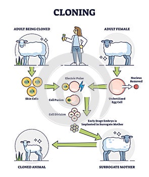 Cloning process explanation with adult sheep creation stages outline diagram photo