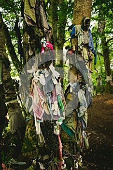 The clootie well where clothes are hooked on trees to heal diseases