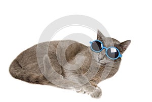 Clopseup of domestic fun cat with sunglasses