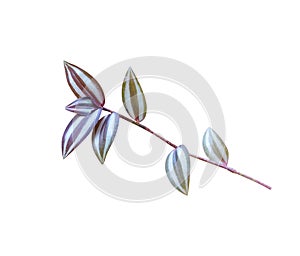 Clorful silver inch foliage plant  tradescantia zebrinahort  and stem branch  isolated on white background , clipping path